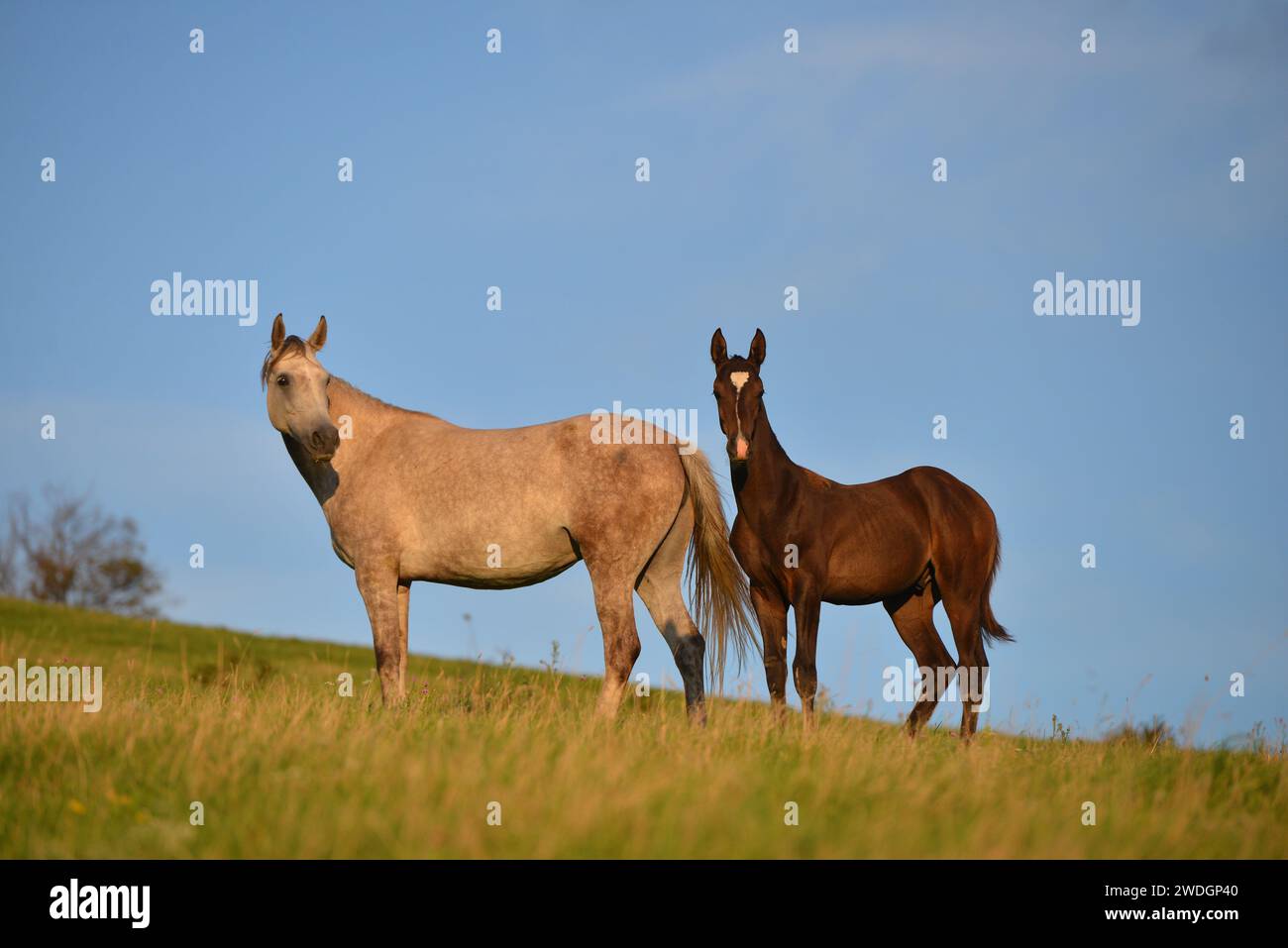 Chevaux. Course. portrait. magnifique Banque D'Images