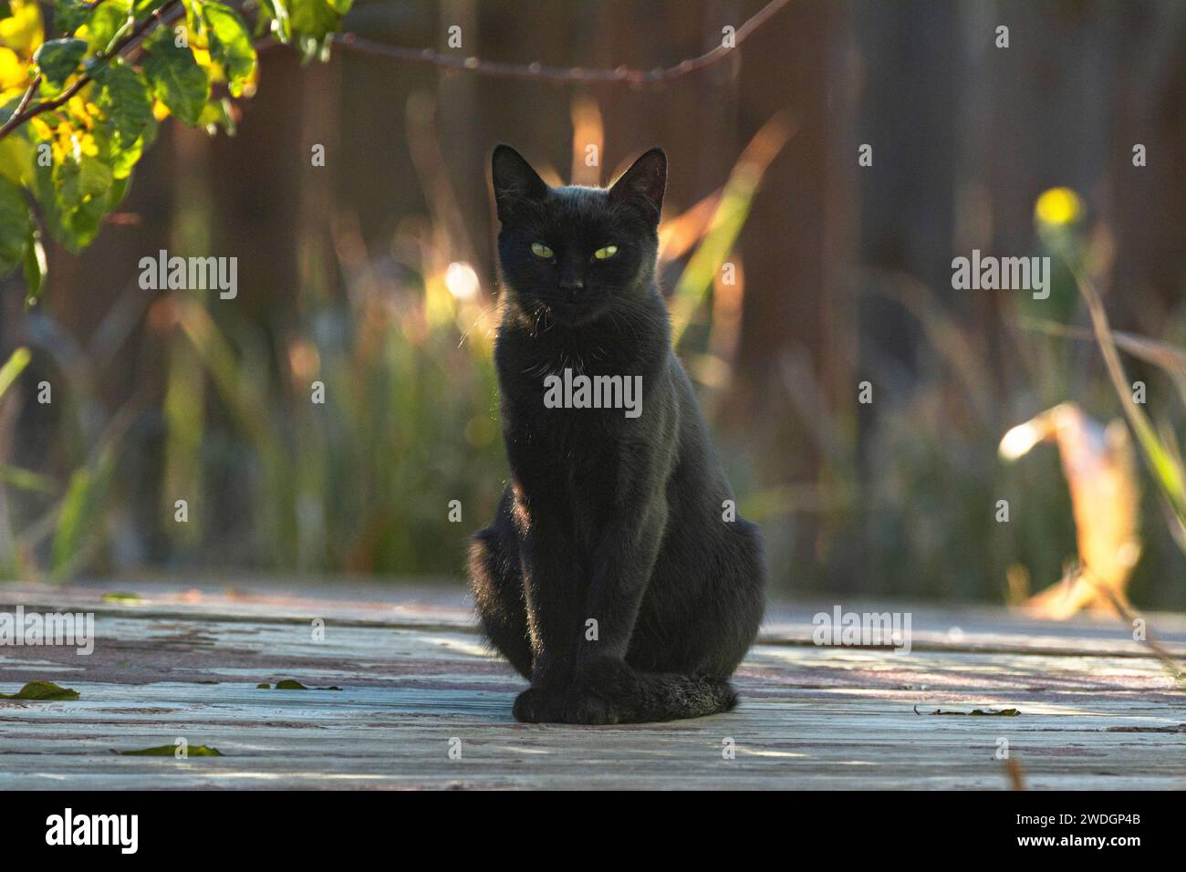 Un chat assis sur une terrasse en bois est silhouetté par le soleil couchant. Banque D'Images