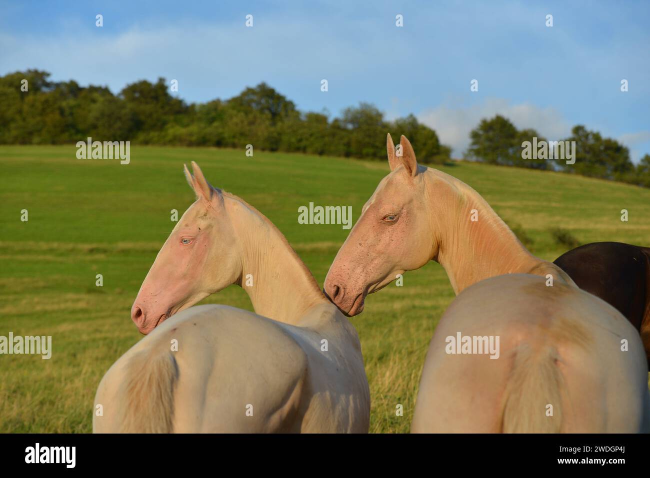 Chevaux. Course. portrait. magnifique Banque D'Images