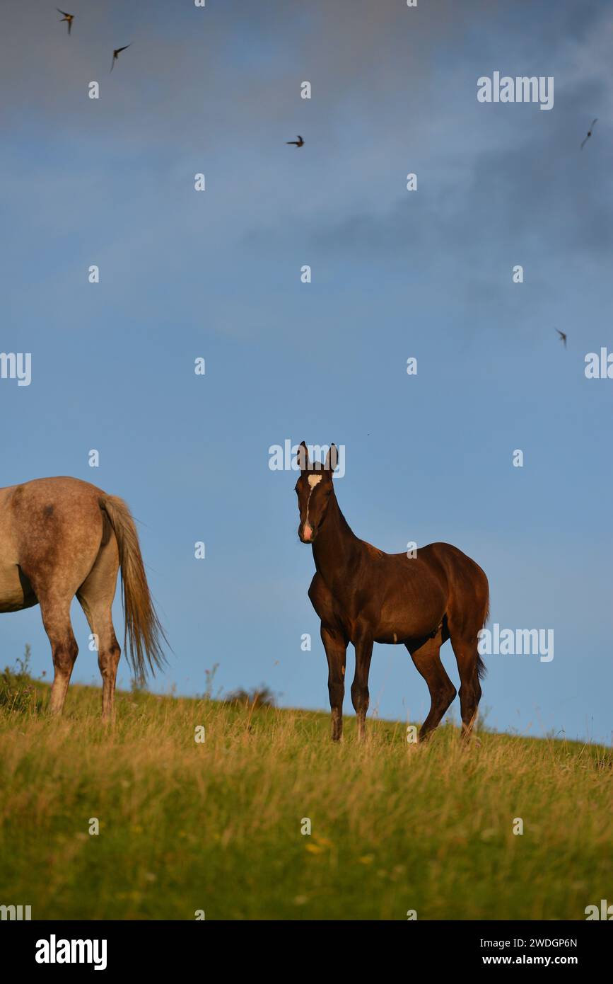Chevaux. Course. portrait. magnifique Banque D'Images