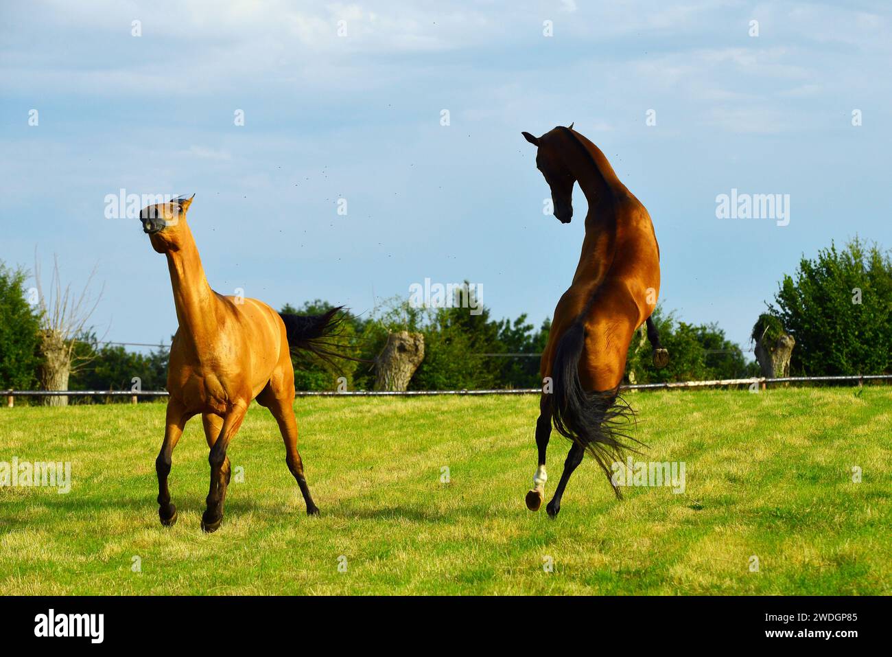 Chevaux. Course. portrait. magnifique Banque D'Images