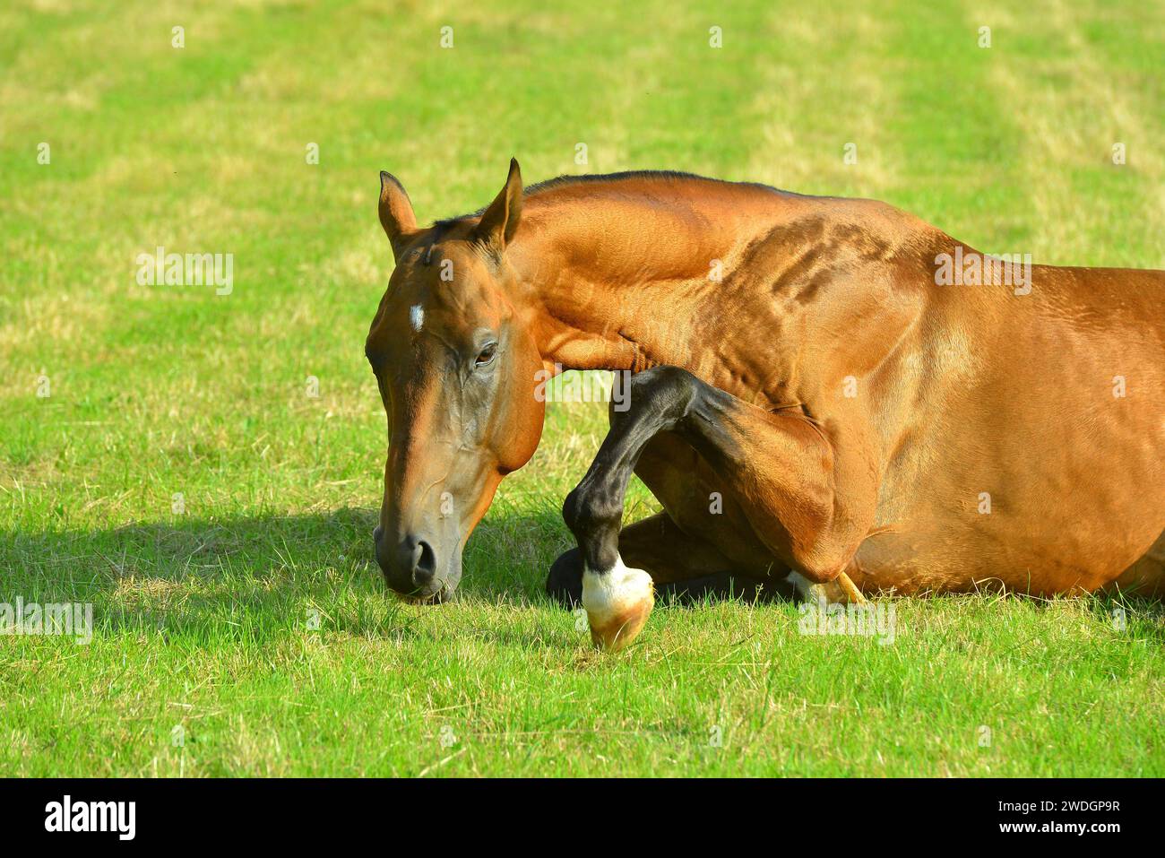 Chevaux. Course. portrait. magnifique Banque D'Images