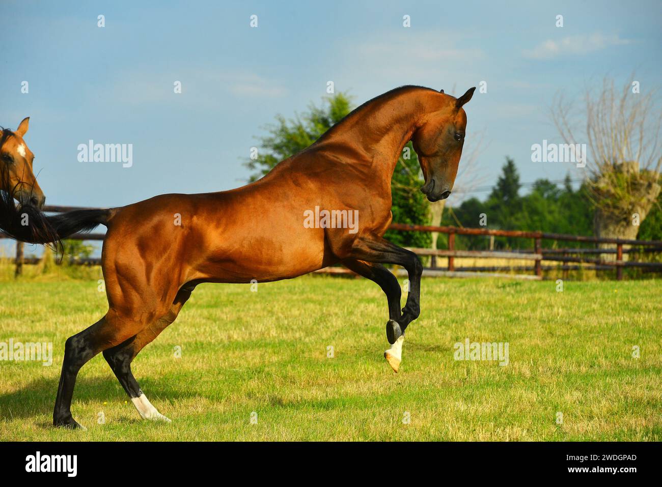Chevaux. Course. portrait. magnifique Banque D'Images