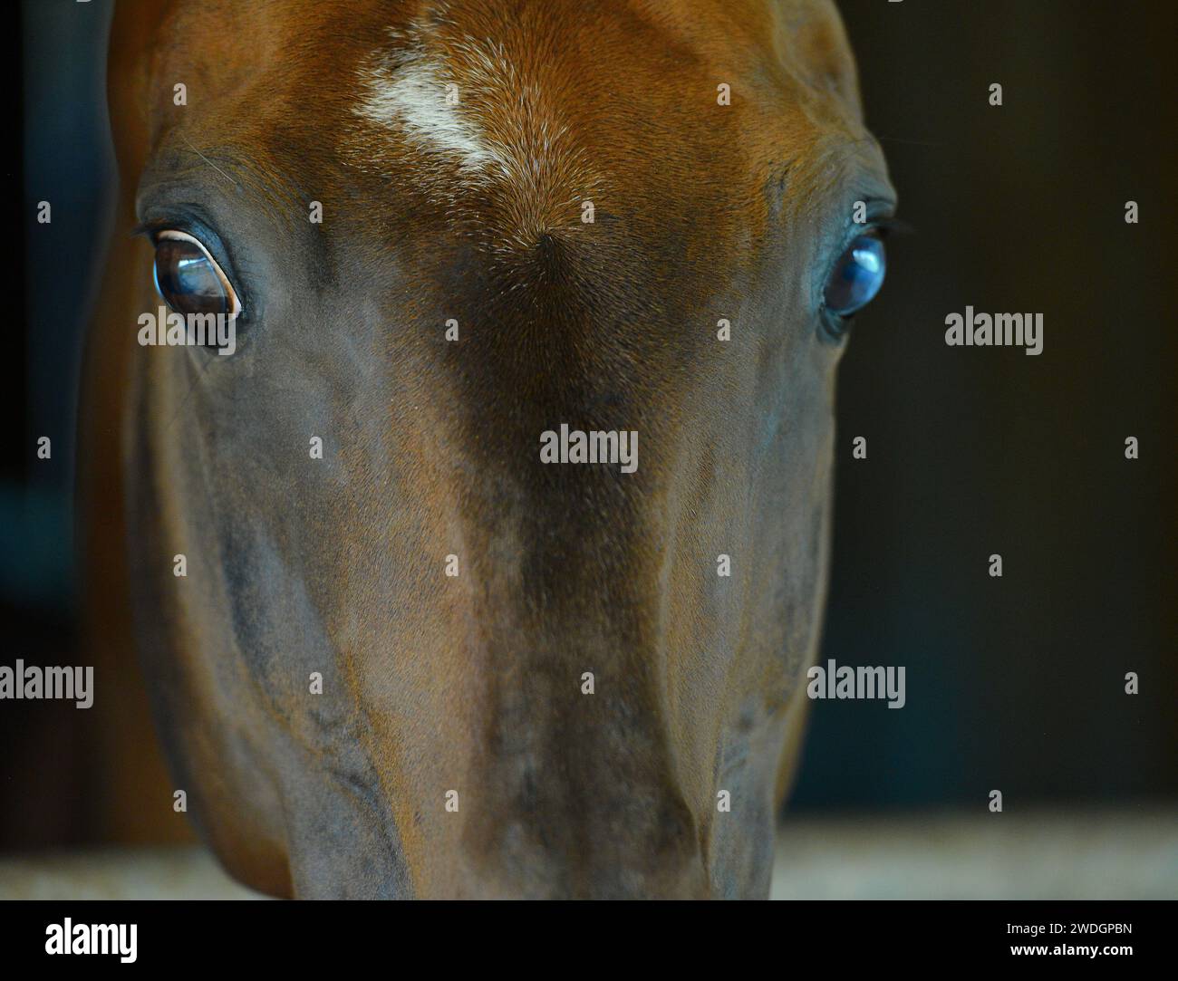 Chevaux. Course. portrait. magnifique Banque D'Images