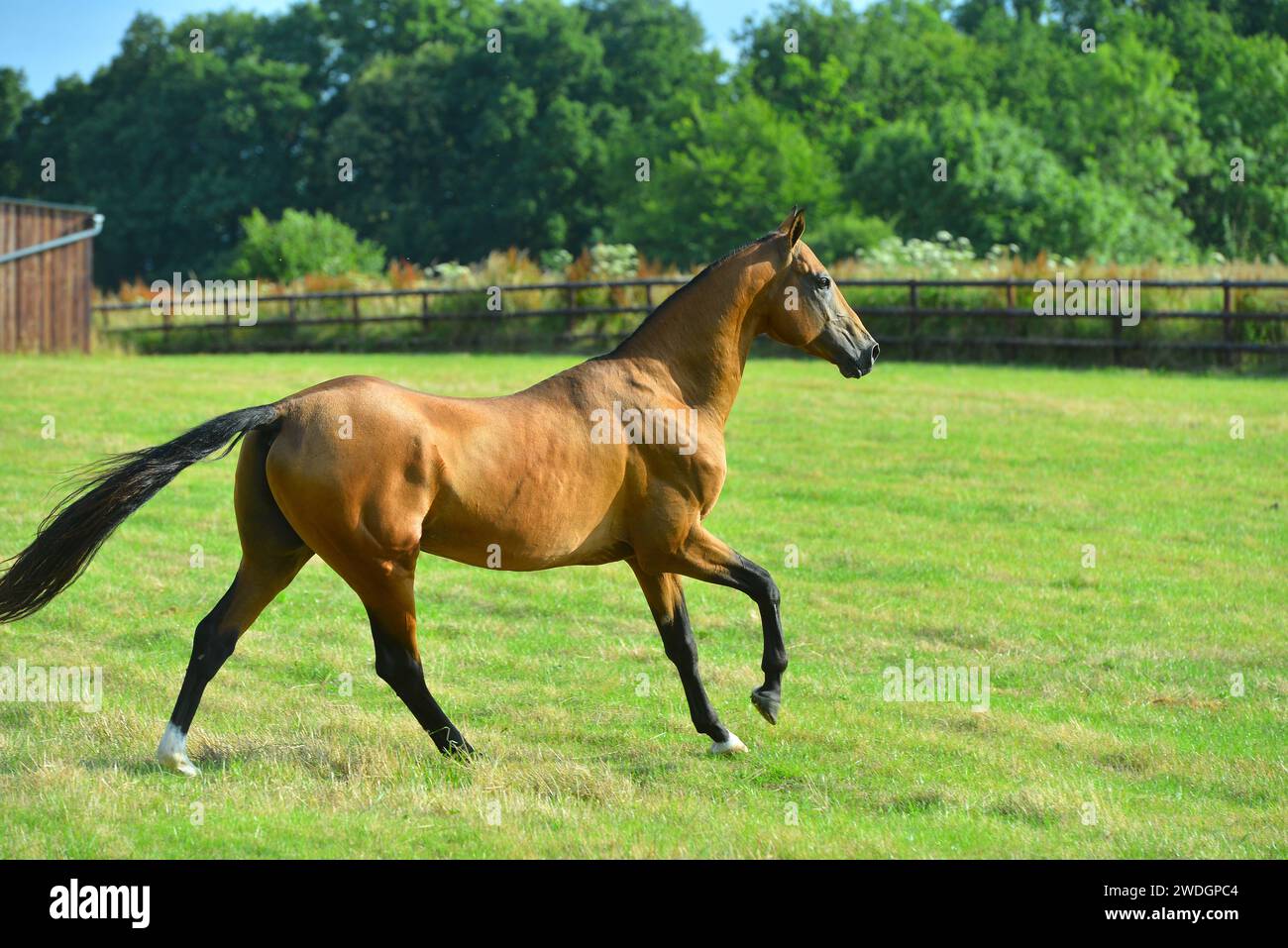 Chevaux. Course. portrait. magnifique Banque D'Images