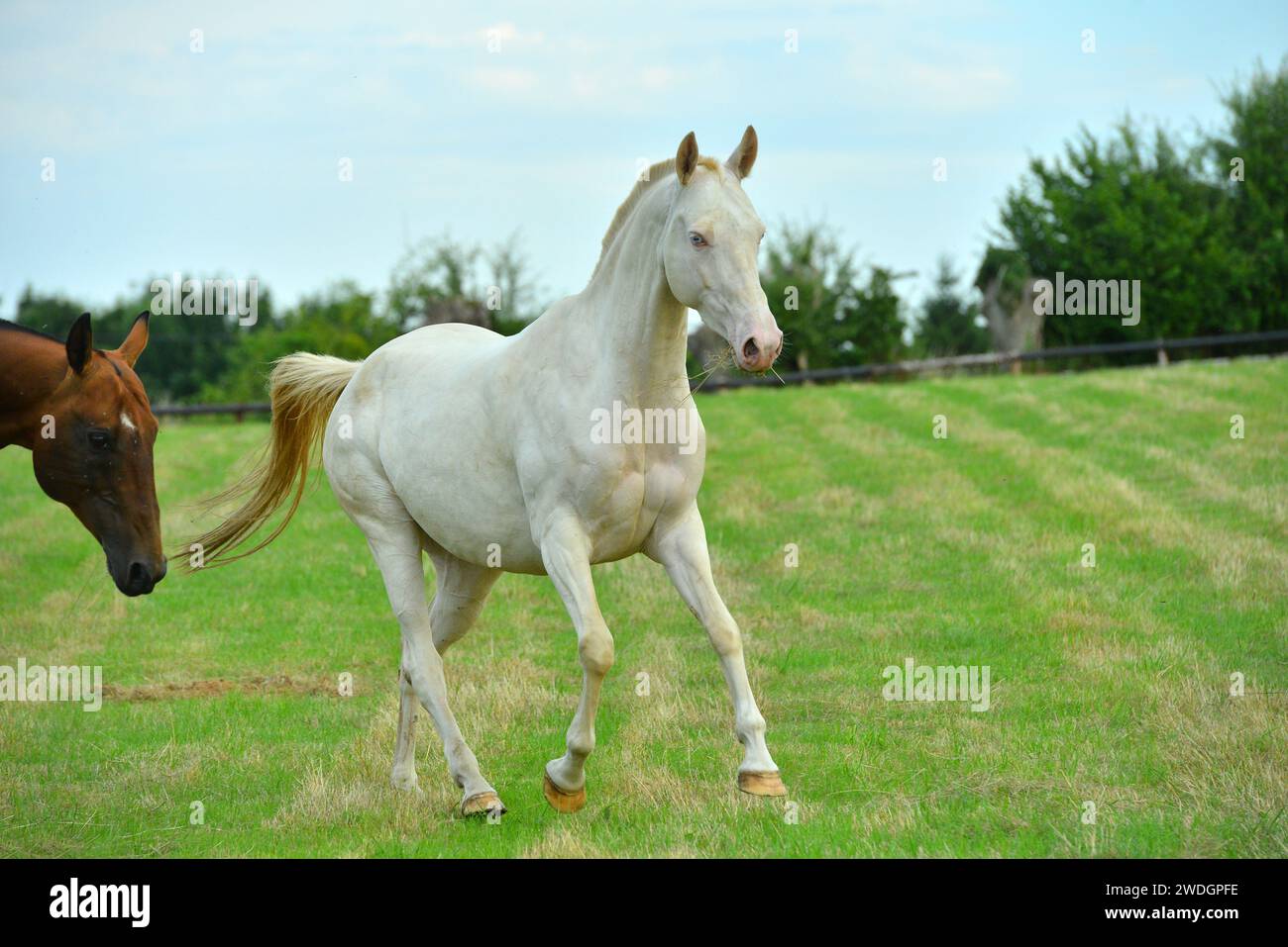 Chevaux. Course. portrait. magnifique Banque D'Images