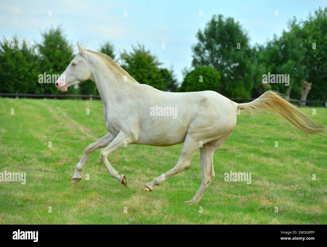 Chevaux. Course. portrait. magnifique Banque D'Images