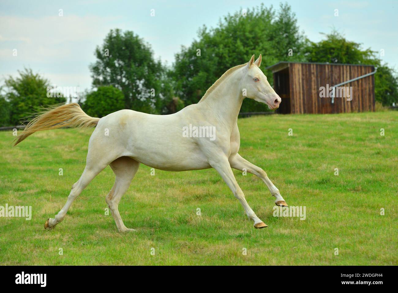 Chevaux. Course. portrait. magnifique Banque D'Images