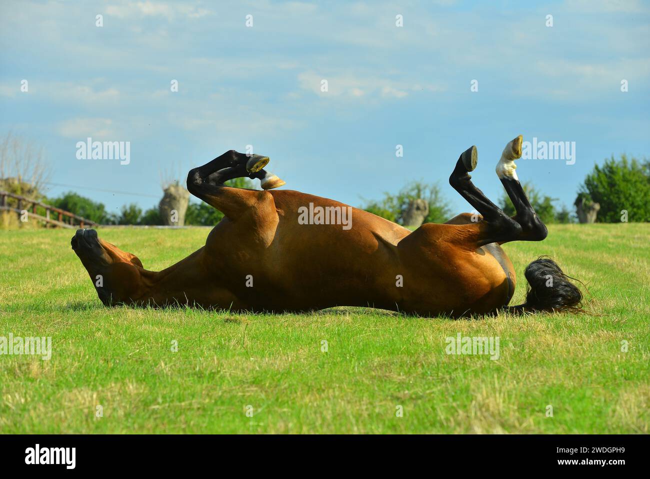 Chevaux. Course. portrait. magnifique Banque D'Images