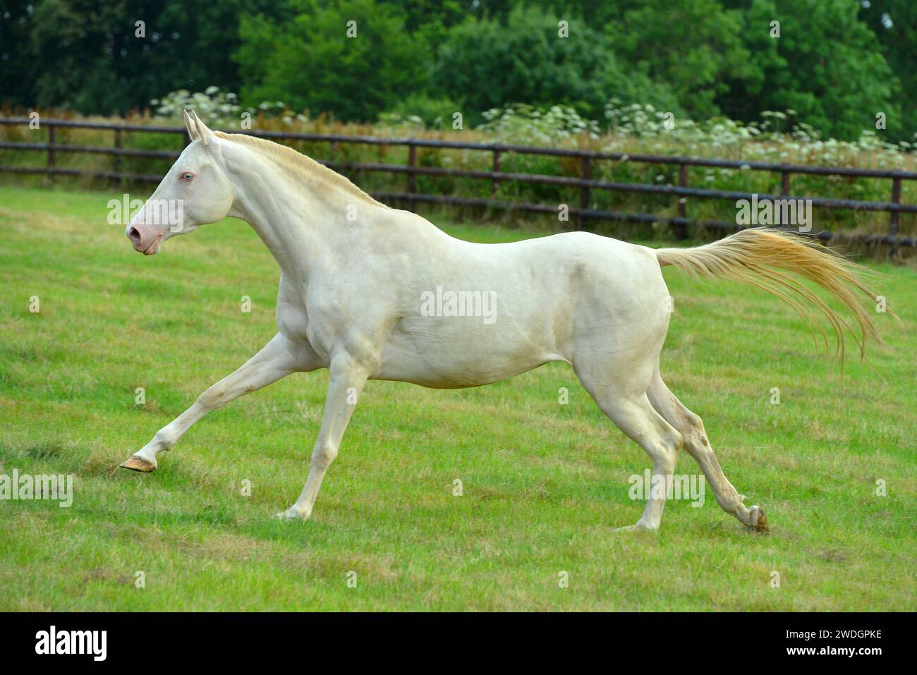 Chevaux. Course. portrait. magnifique Banque D'Images