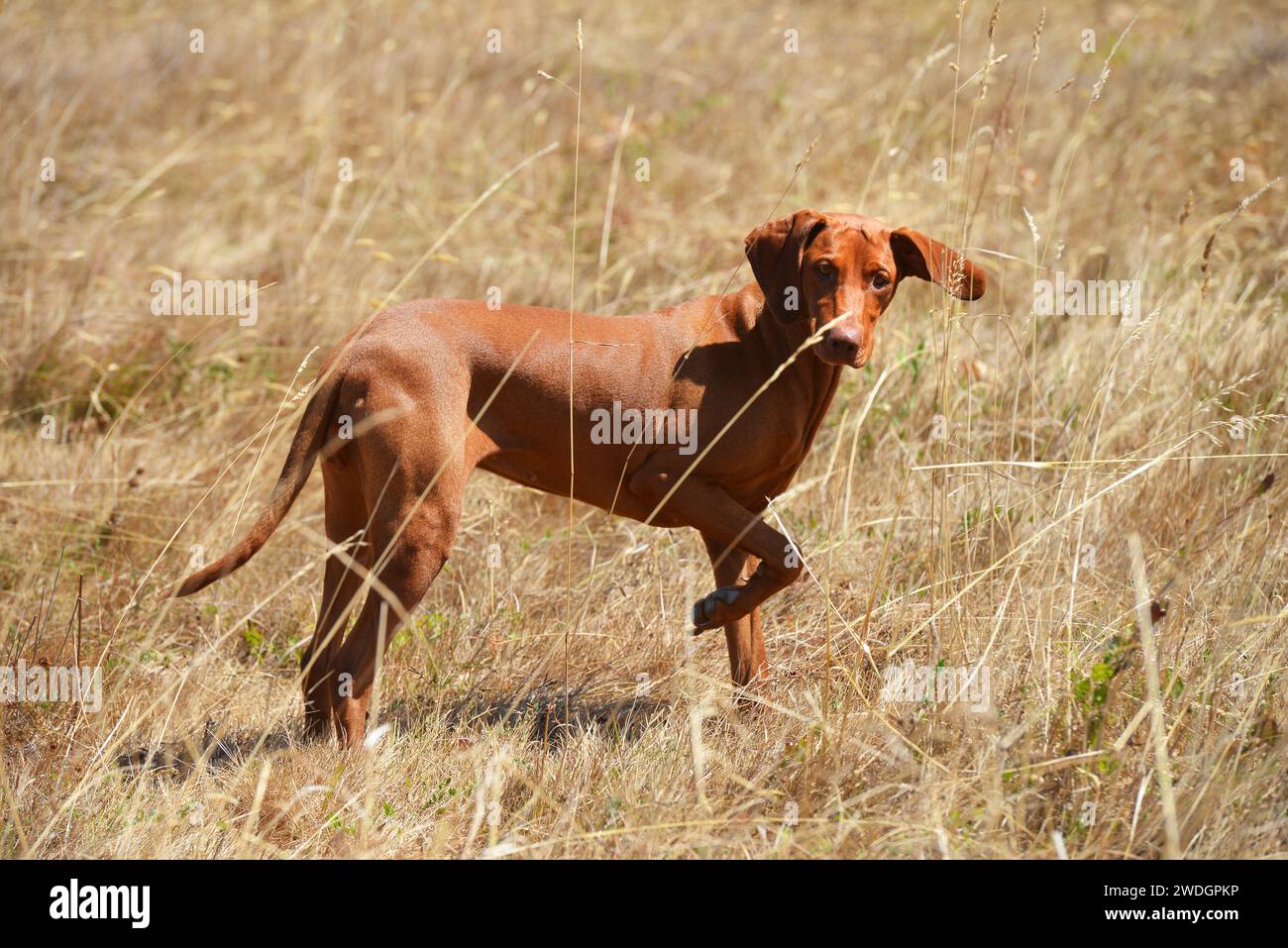 Chien Banque D'Images