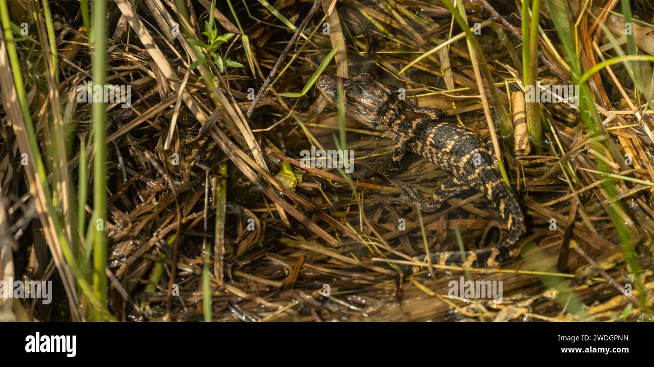 Bébé Alligator dans le marais des Everglades Banque D'Images
