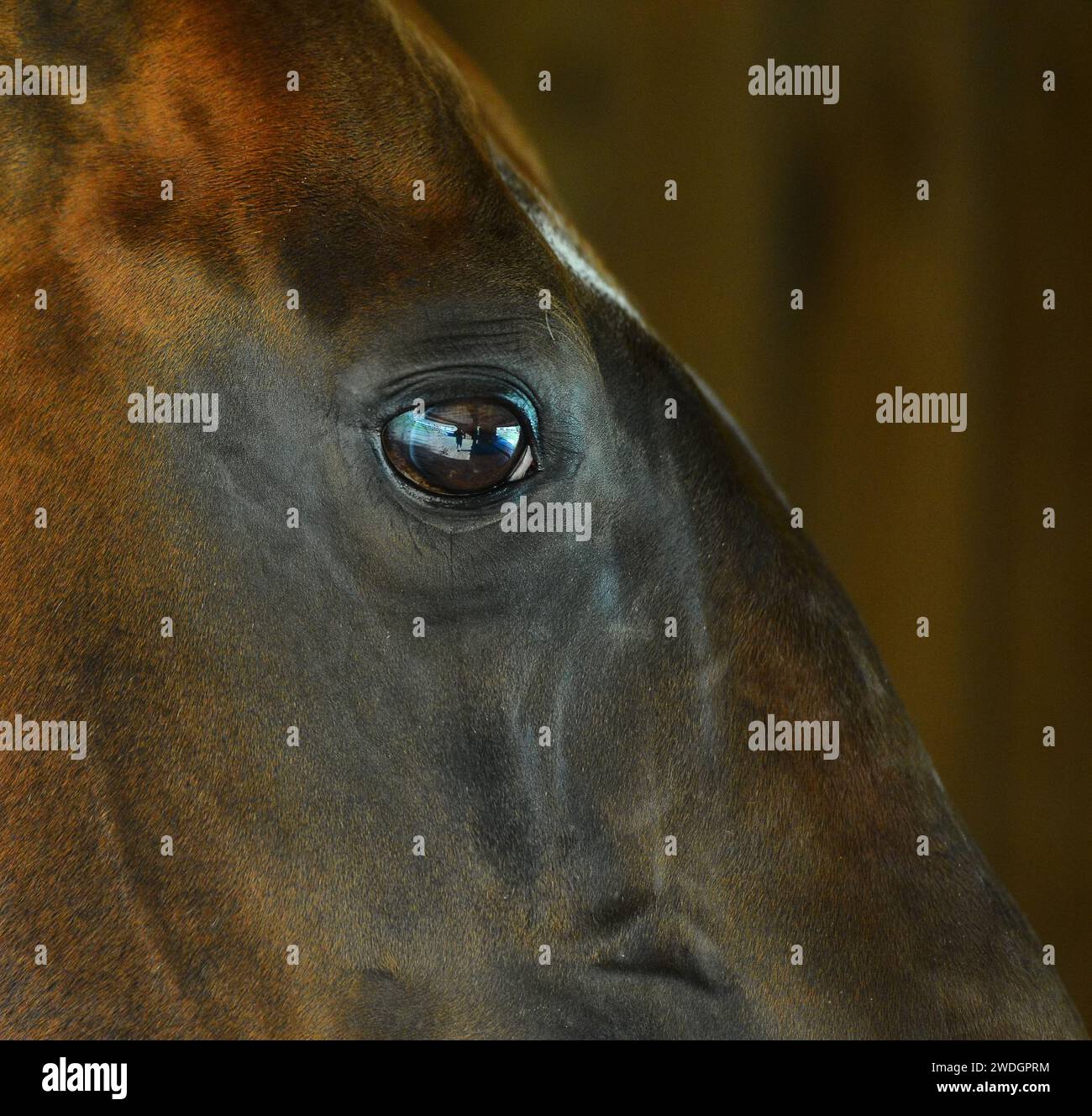 Beau cheval. Sautez. course. or. brillez. cremello. Oui bleu. Perlino Banque D'Images