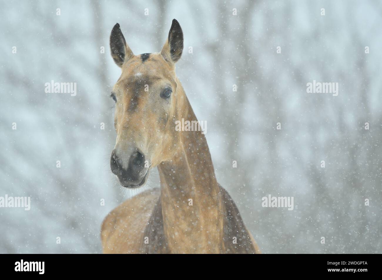 Beau cheval. Sautez. course. or. brillez. cremello. Oui bleu. Perlino Banque D'Images