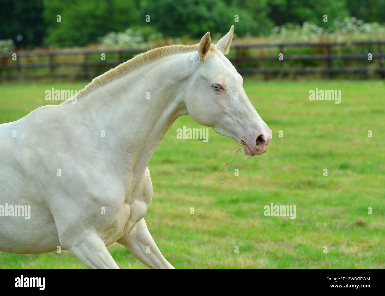 Beau cheval. Sautez. course. or. brillez. cremello. Oui bleu. Perlino Banque D'Images
