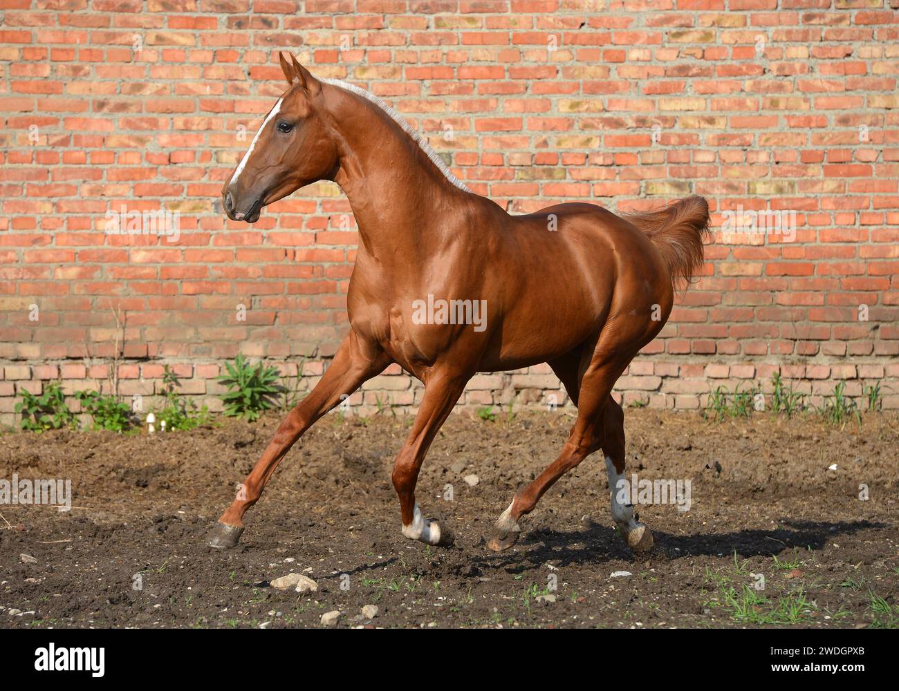 Beau cheval. Sautez. course. or. brillez. cremello. Oui bleu. Perlino Banque D'Images
