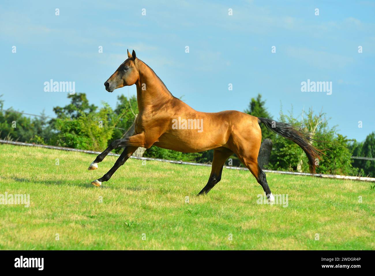 Beau cheval. Sautez. course. or. brillez. cremello. Oui bleu. Perlino Banque D'Images