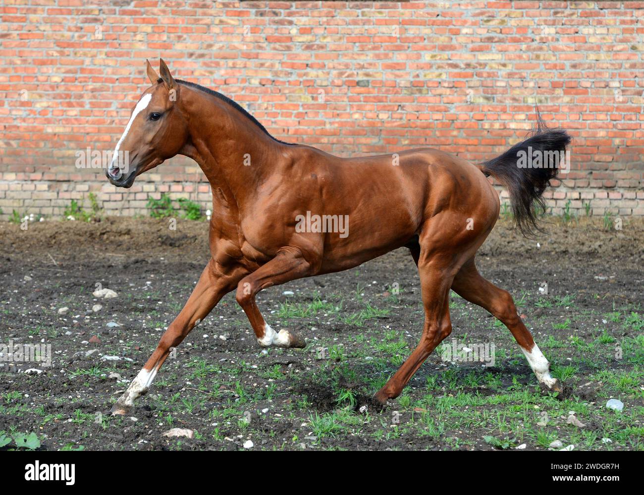 Beau cheval. Sautez. course. or. brillez. cremello. Oui bleu. Perlino Banque D'Images