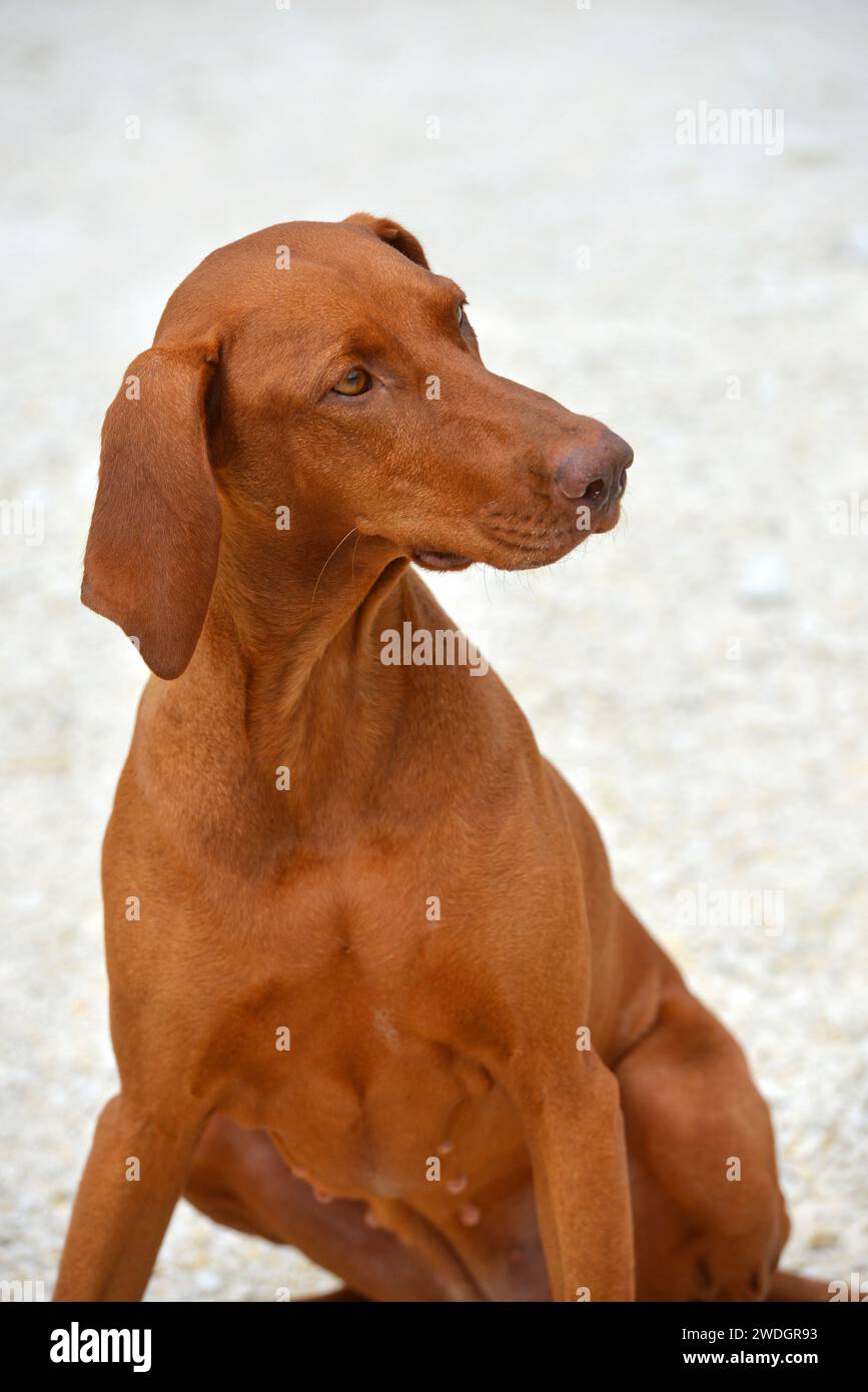 Chien Banque D'Images