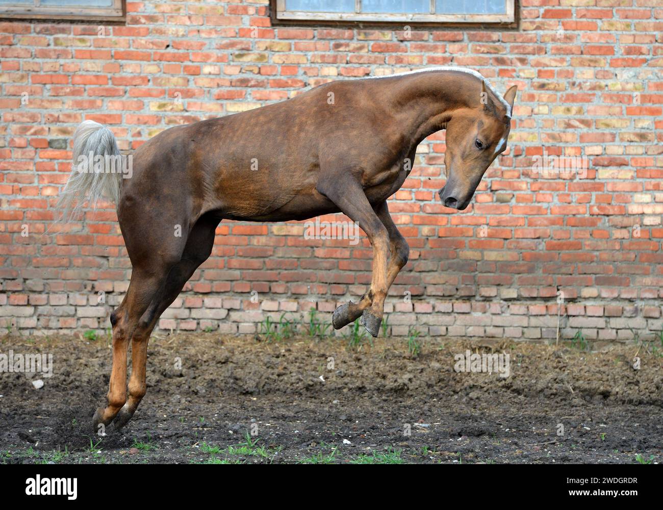 Beau cheval. Sautez. course. or. brillez. cremello. Oui bleu. Perlino Banque D'Images