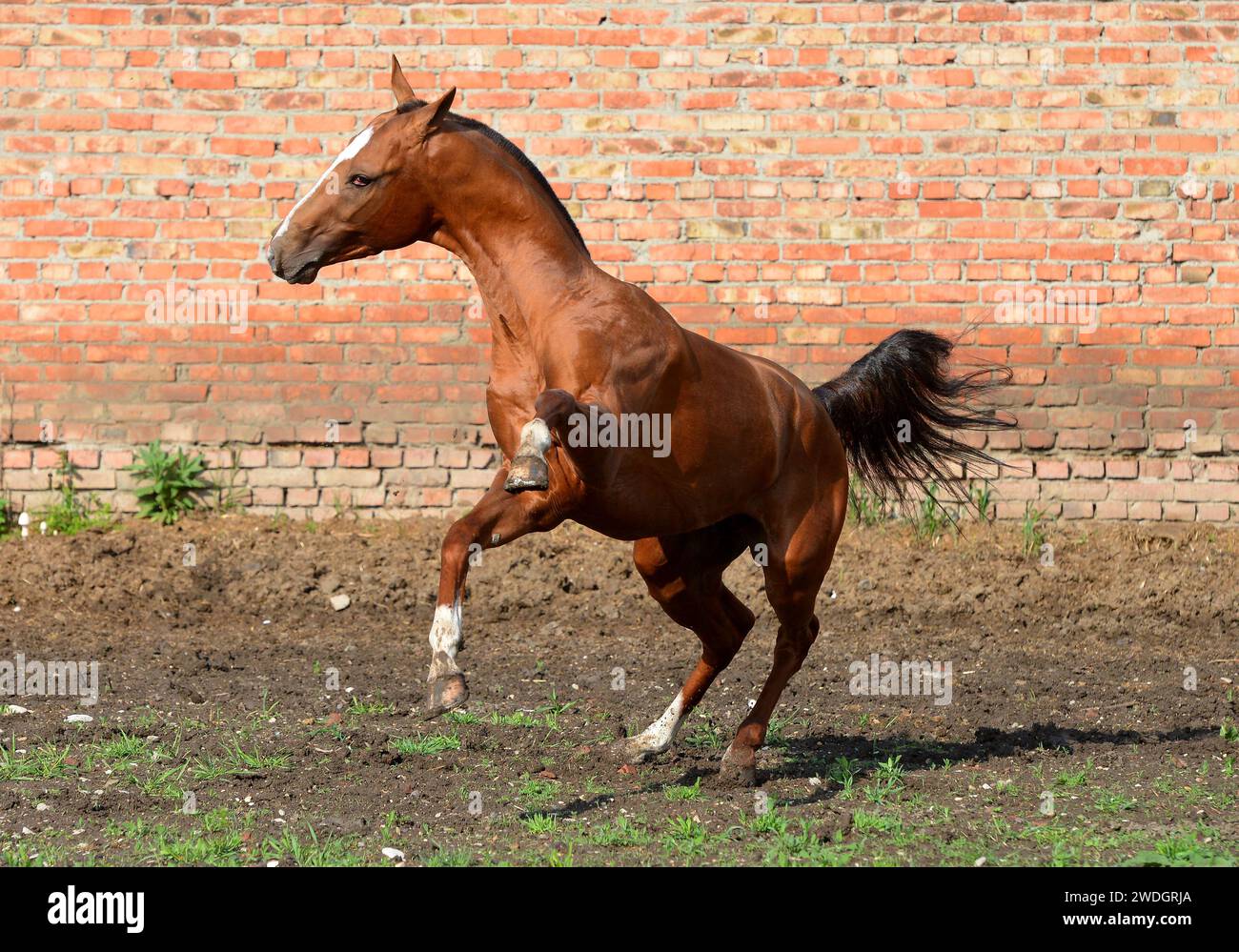 Beau cheval. Sautez. course. or. brillez. cremello. Oui bleu. Perlino Banque D'Images