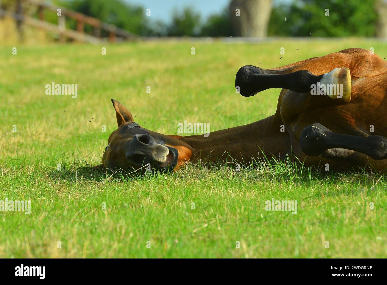 Beau cheval. Sautez. course. or. brillez. cremello. Oui bleu. Perlino Banque D'Images