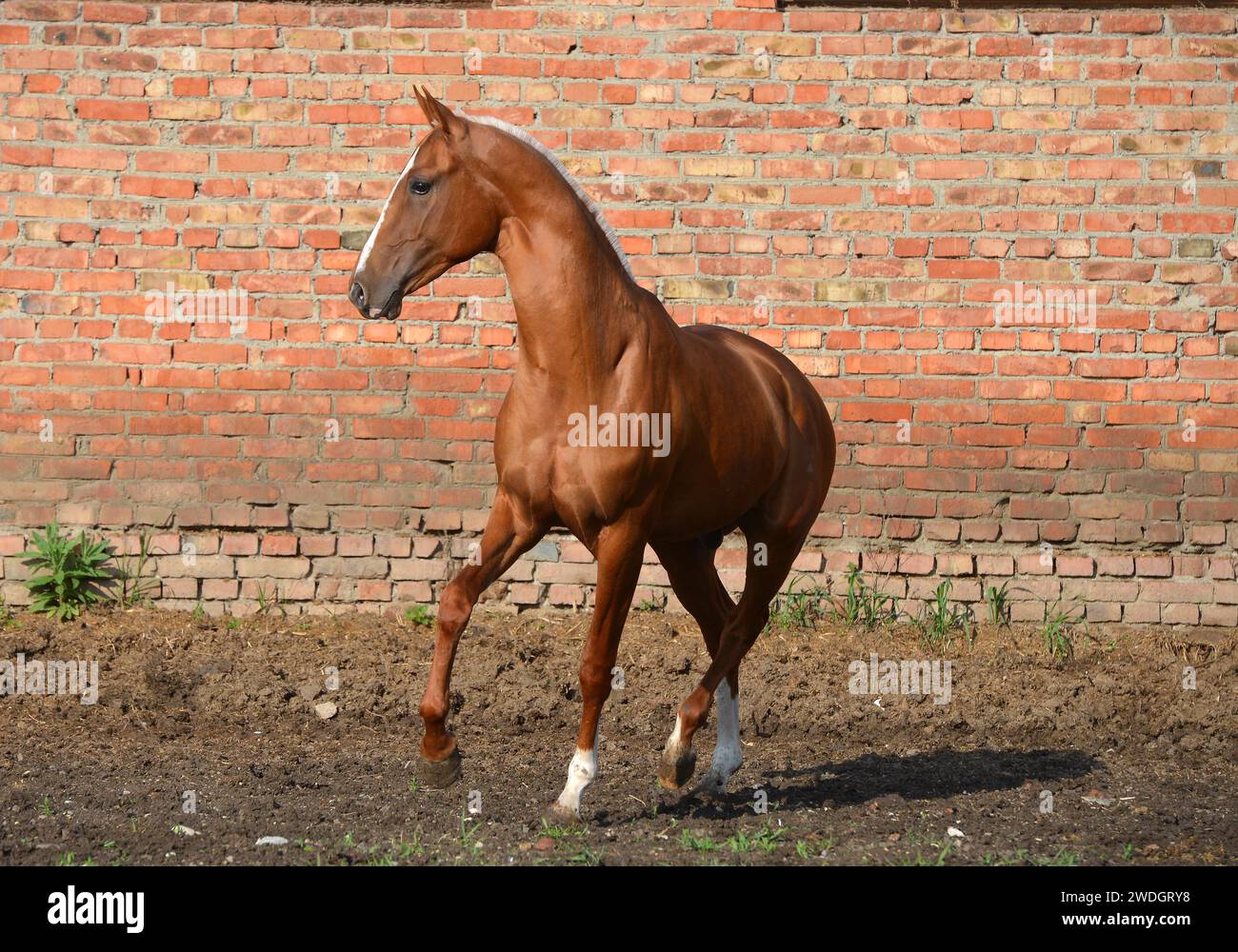 Beau cheval. Sautez. course. or. brillez. cremello. Oui bleu. Perlino Banque D'Images