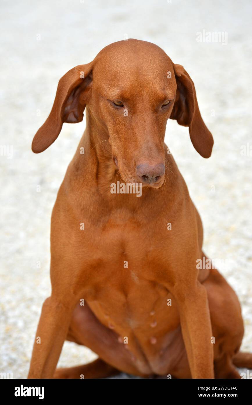 Chien Banque D'Images