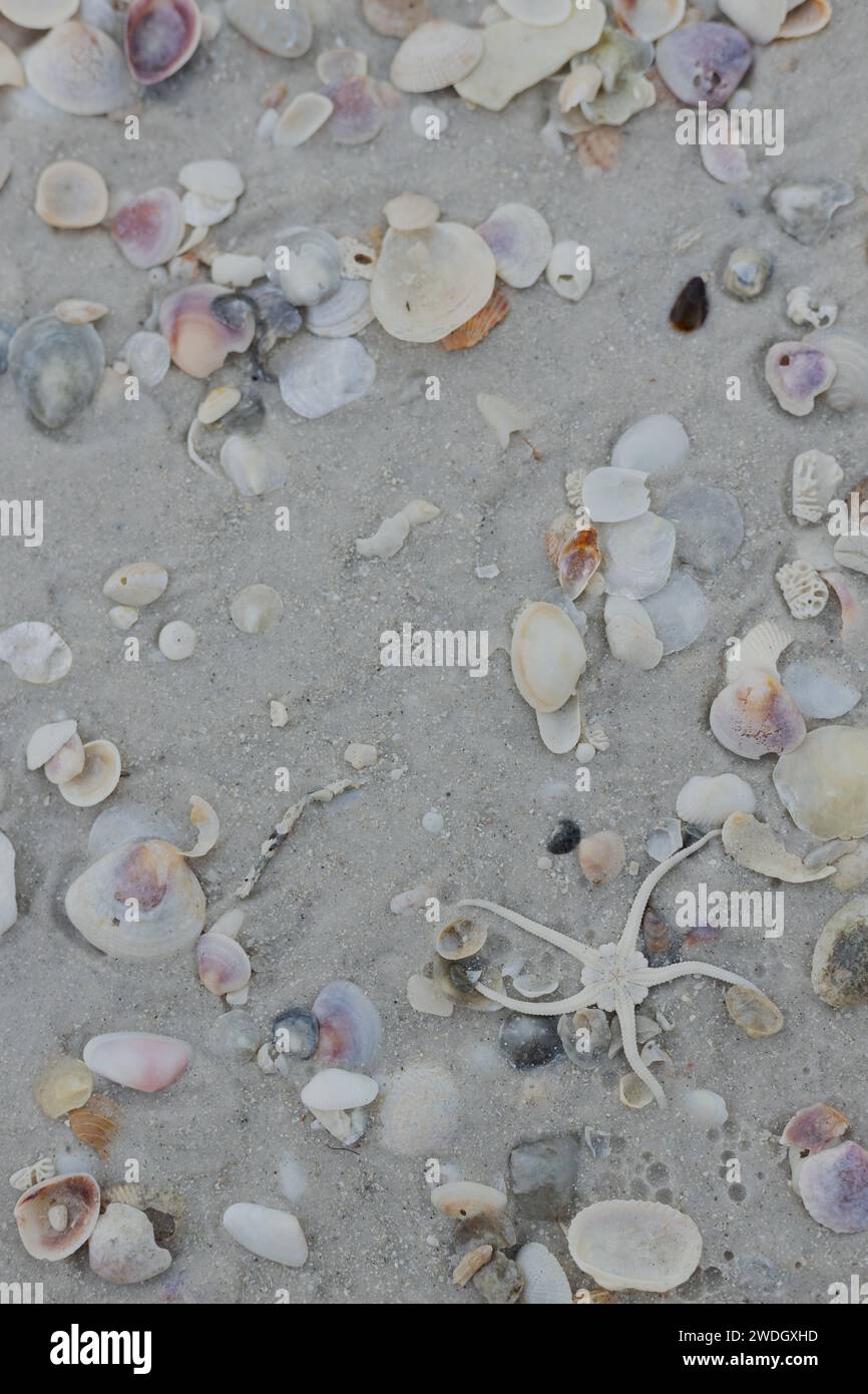 Une étoile fragile sur une plage avec du sable et des coquillages. Banque D'Images