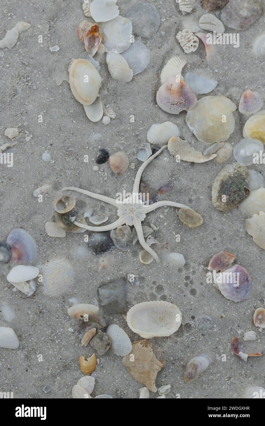 Une étoile fragile sur une plage avec du sable et des coquillages. Banque D'Images