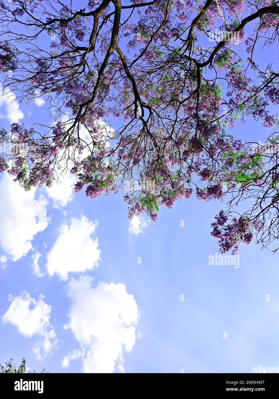 Les jacaranda fleurissent au printemps et en hiver à Mexico en raison du changement climatique qui modifie les cycles naturels Banque D'Images