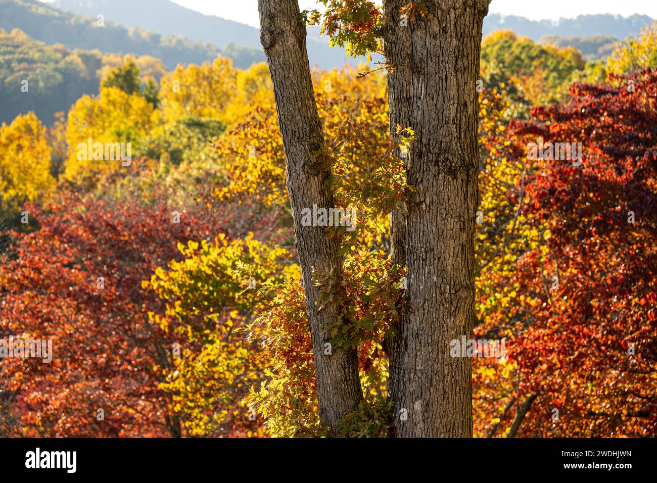 Coucher de soleil d'automne coloré de Towns County Park dans les Blue Ridge Mountains le long du lac Chatuge à Hiawassee, Géorgie. (ÉTATS-UNIS) Banque D'Images
