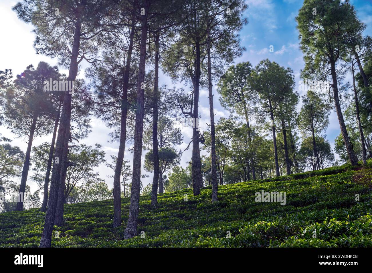 Arbres dans la forêt. Paysage de jardin de thé vert serine dans la région himalayenne de Kausani, Uttarakhand' Inde. Banque D'Images