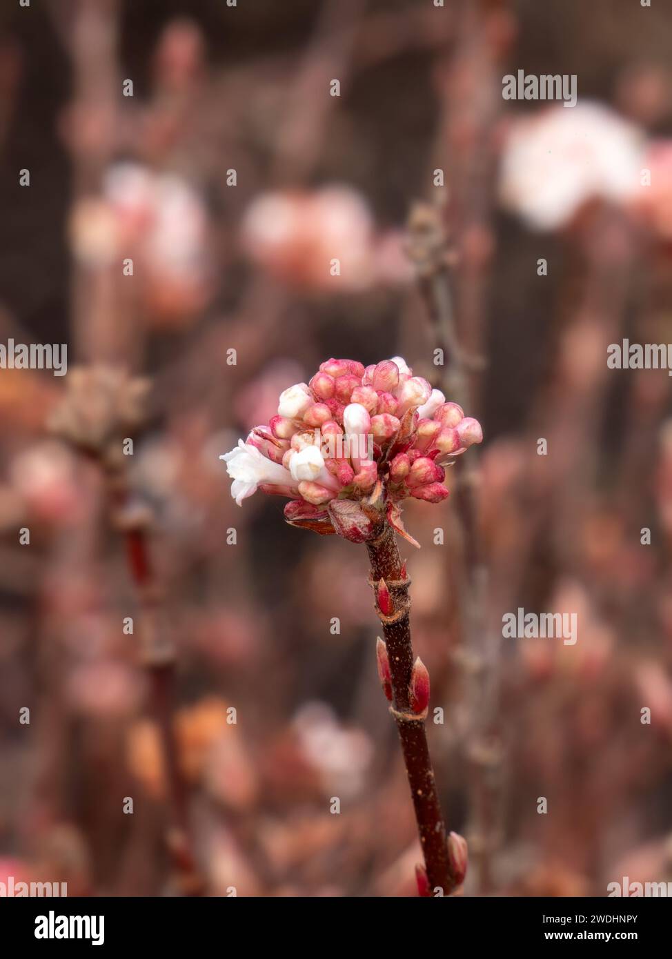 Fleurs de Daphne bholua 'Jacqueline Postill' dans un jardin au printemps Banque D'Images