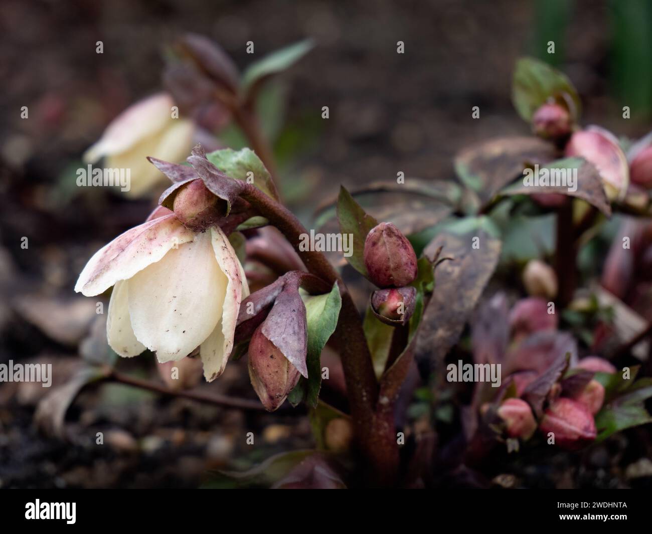 Gros plan de fleurs de Helleborus × nigercors 'Emma' dans un jardin au printemps Banque D'Images