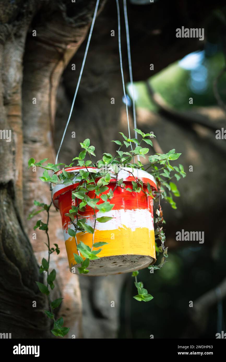 Money Plant : hardy, beauté intérieure à faible entretien. Prospère en basse lumière et purifie l'air. Parfait pour les amateurs de plantes et les débutants. Banque D'Images