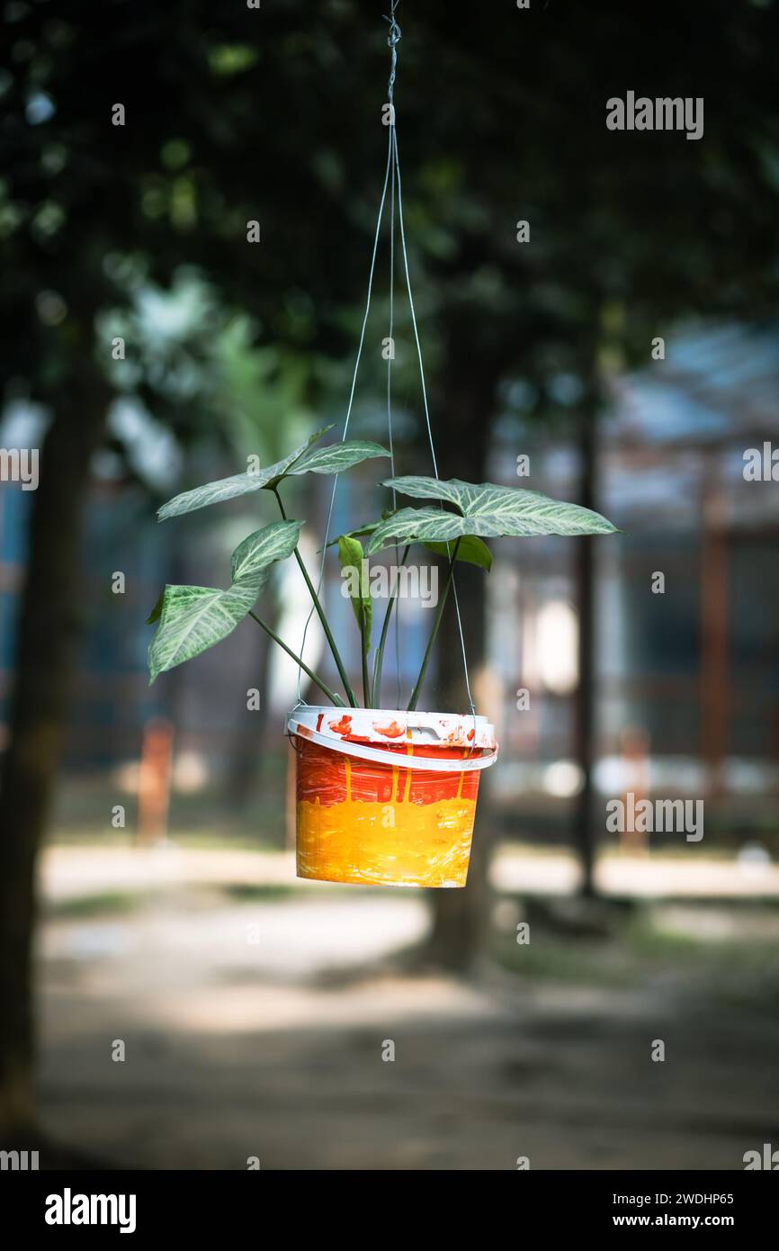 Money Plant : hardy, beauté intérieure à faible entretien. Prospère en basse lumière et purifie l'air. Parfait pour les amateurs de plantes et les débutants. Banque D'Images