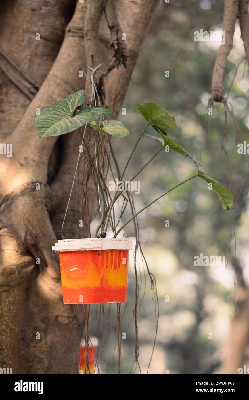 Money Plant : hardy, beauté intérieure à faible entretien. Prospère en basse lumière et purifie l'air. Parfait pour les amateurs de plantes et les débutants. Banque D'Images