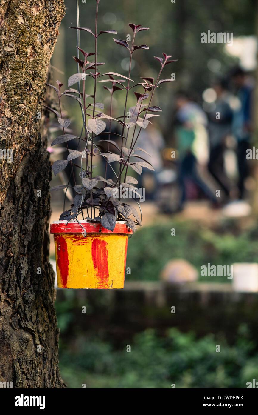 Money Plant : hardy, beauté intérieure à faible entretien. Prospère en basse lumière et purifie l'air. Parfait pour les amateurs de plantes et les débutants. Banque D'Images