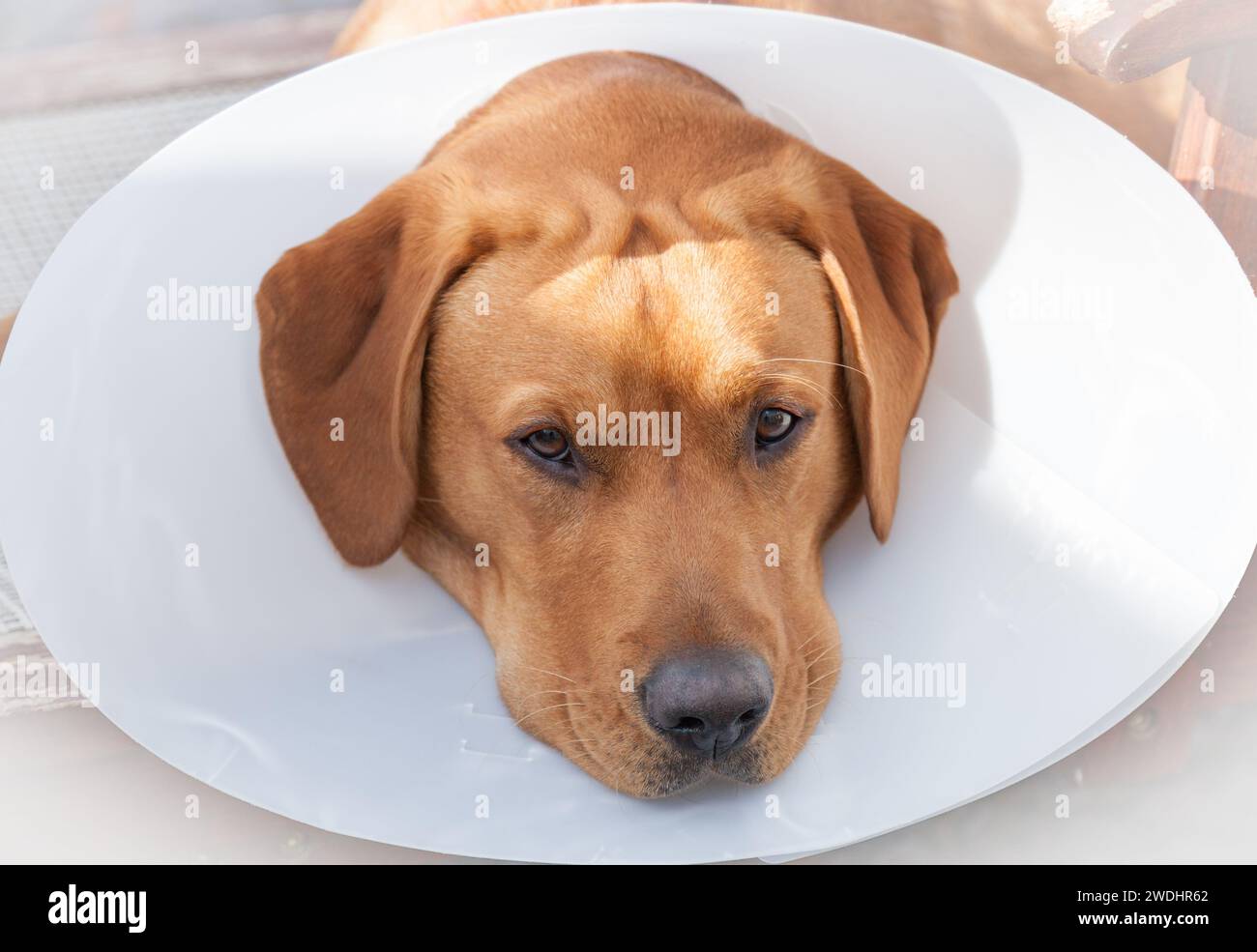 Labrador Retriever jaune Banque D'Images Labrador Retriever jaune Banque D'Images