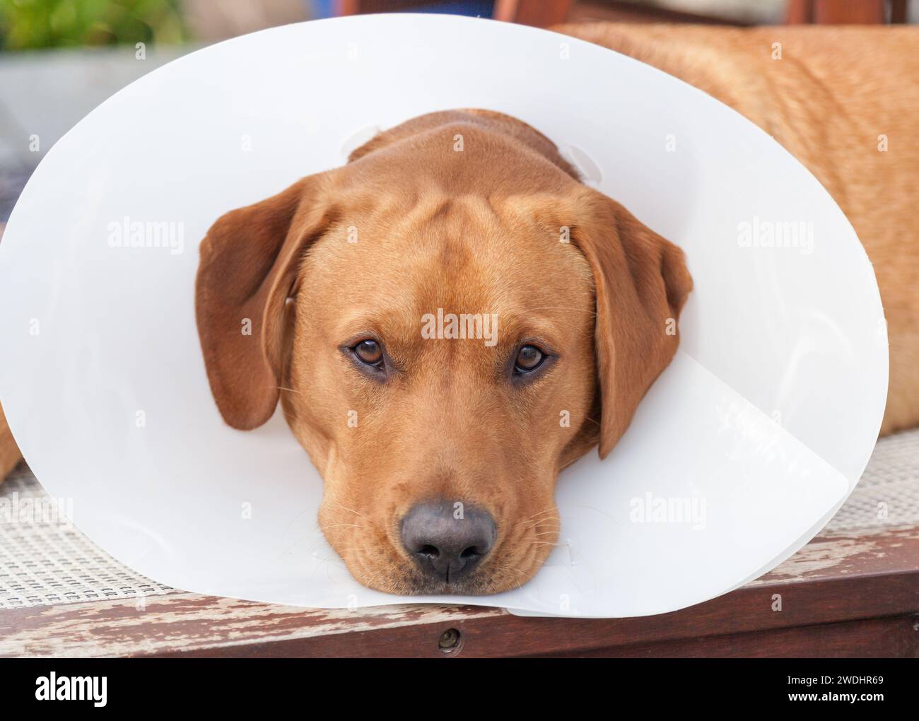 Labrador Retriever jaune Banque D'Images Labrador Retriever jaune Banque D'Images