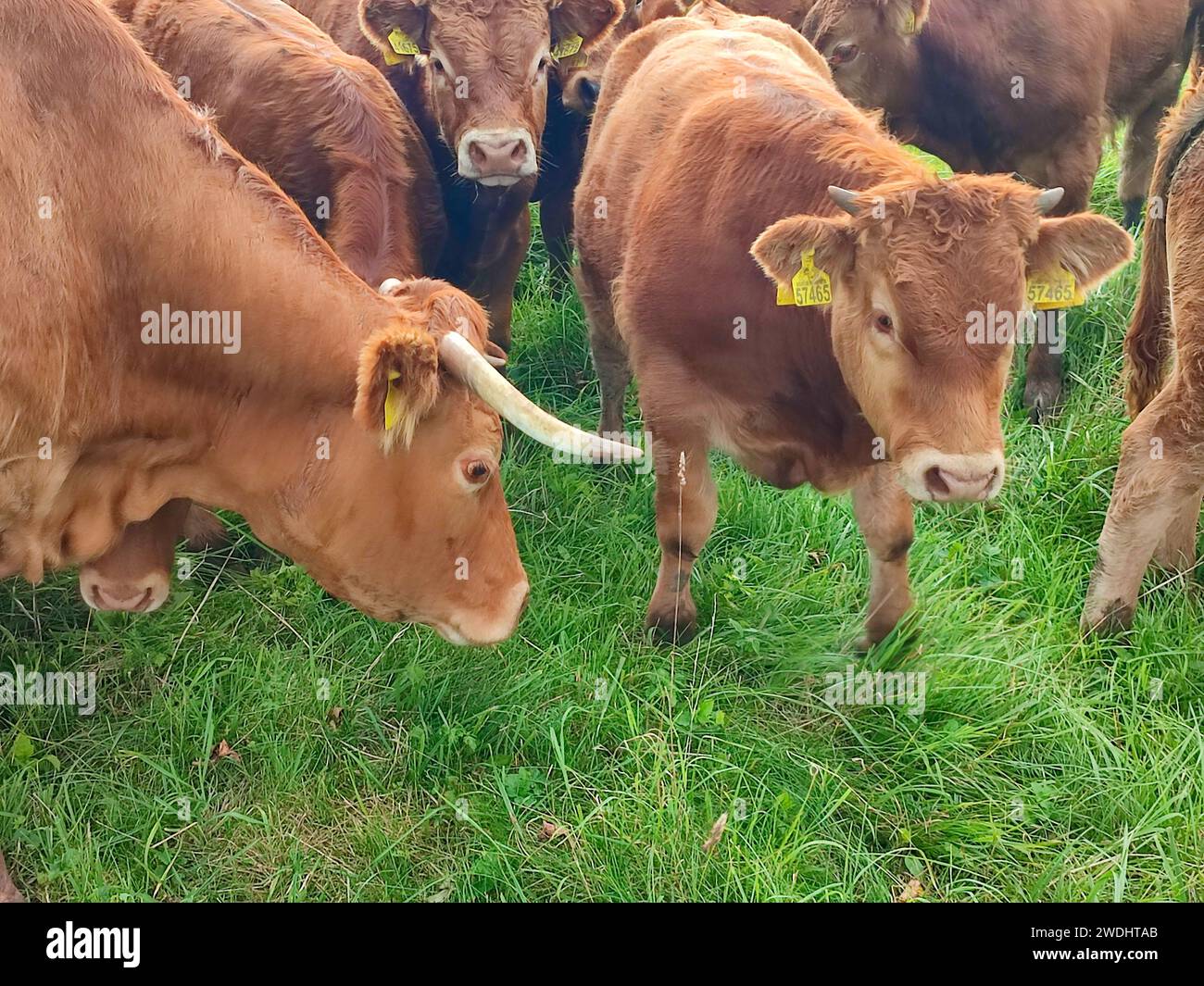Un groupe de vaches dans le regard de pâturage Banque D'Images
