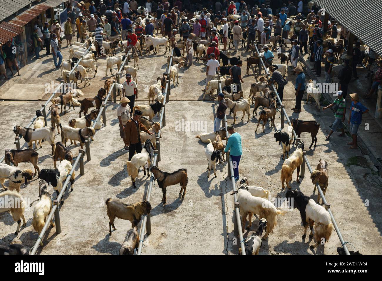Personnes faisant le commerce de chèvres ou de bétail au marché traditionnel animal de Pasar Pon à Semarang, Indonésie - 18 décembre 2023. Banque D'Images