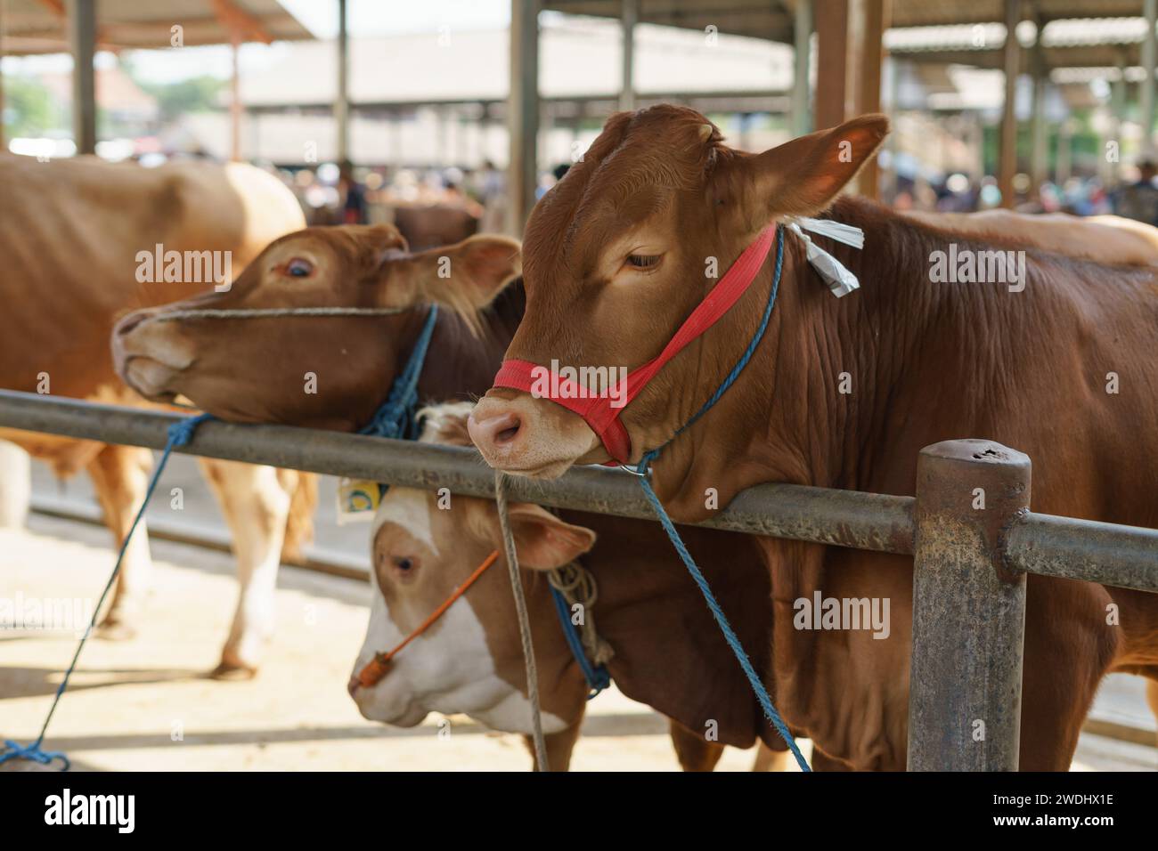 Groupe de bovins de vache à vendre dans le marché traditionnel des animaux d'élevage à Semarang, Indonésie Banque D'Images