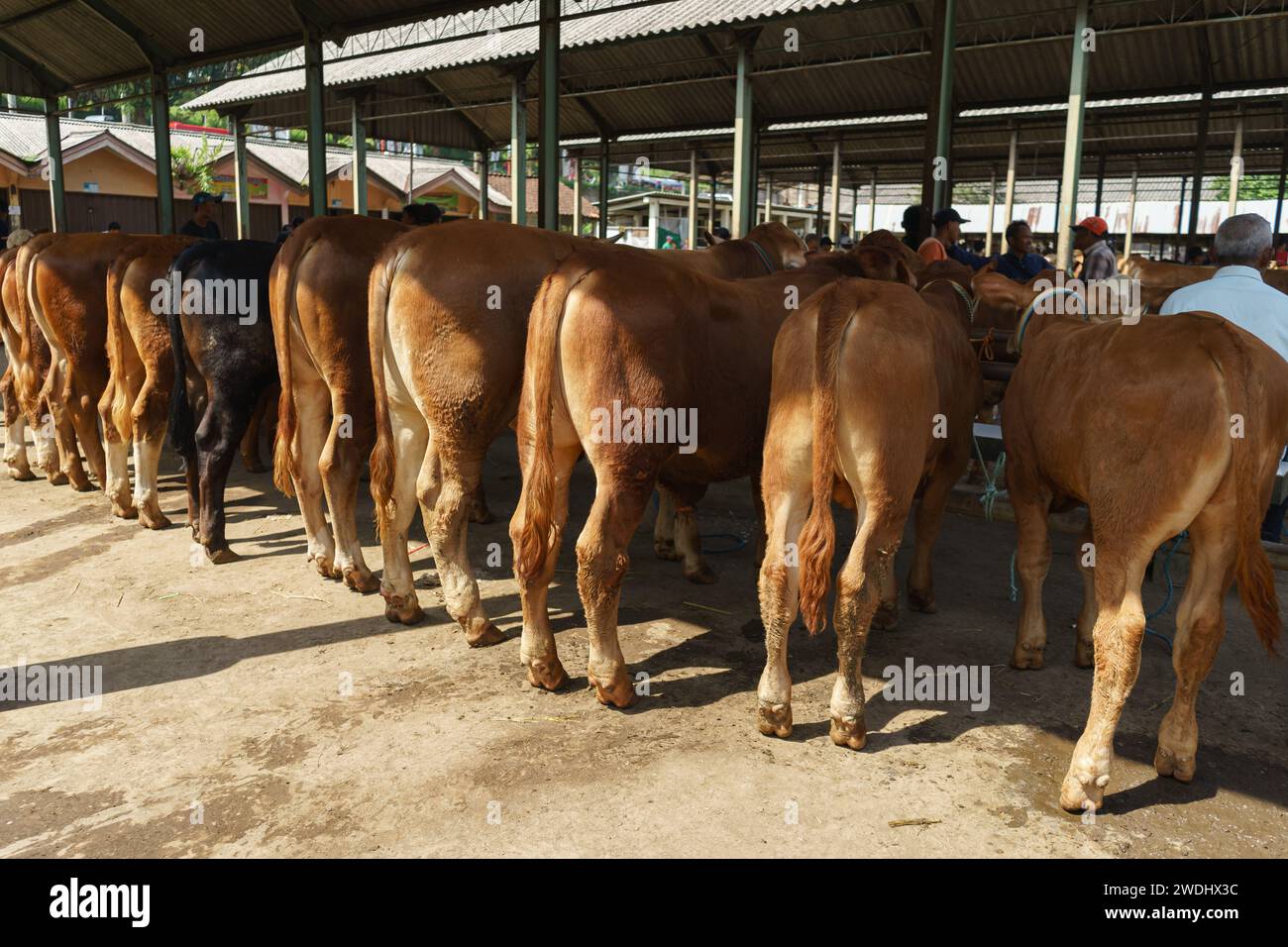 Groupe de bovins de vache à vendre dans le marché traditionnel des animaux d'élevage à Semarang, Indonésie Banque D'Images