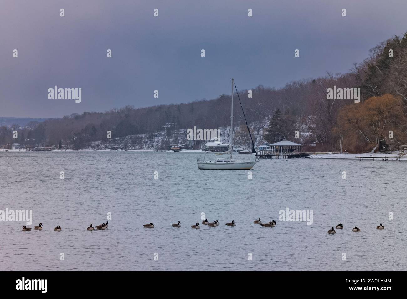 Les oies canadiennes pataugent dans les eaux froides du lac Cayuga, l'un des Finger Lakes de l'État de New York, alors qu'un voilier amarré flotte en arrière-plan. Banque D'Images