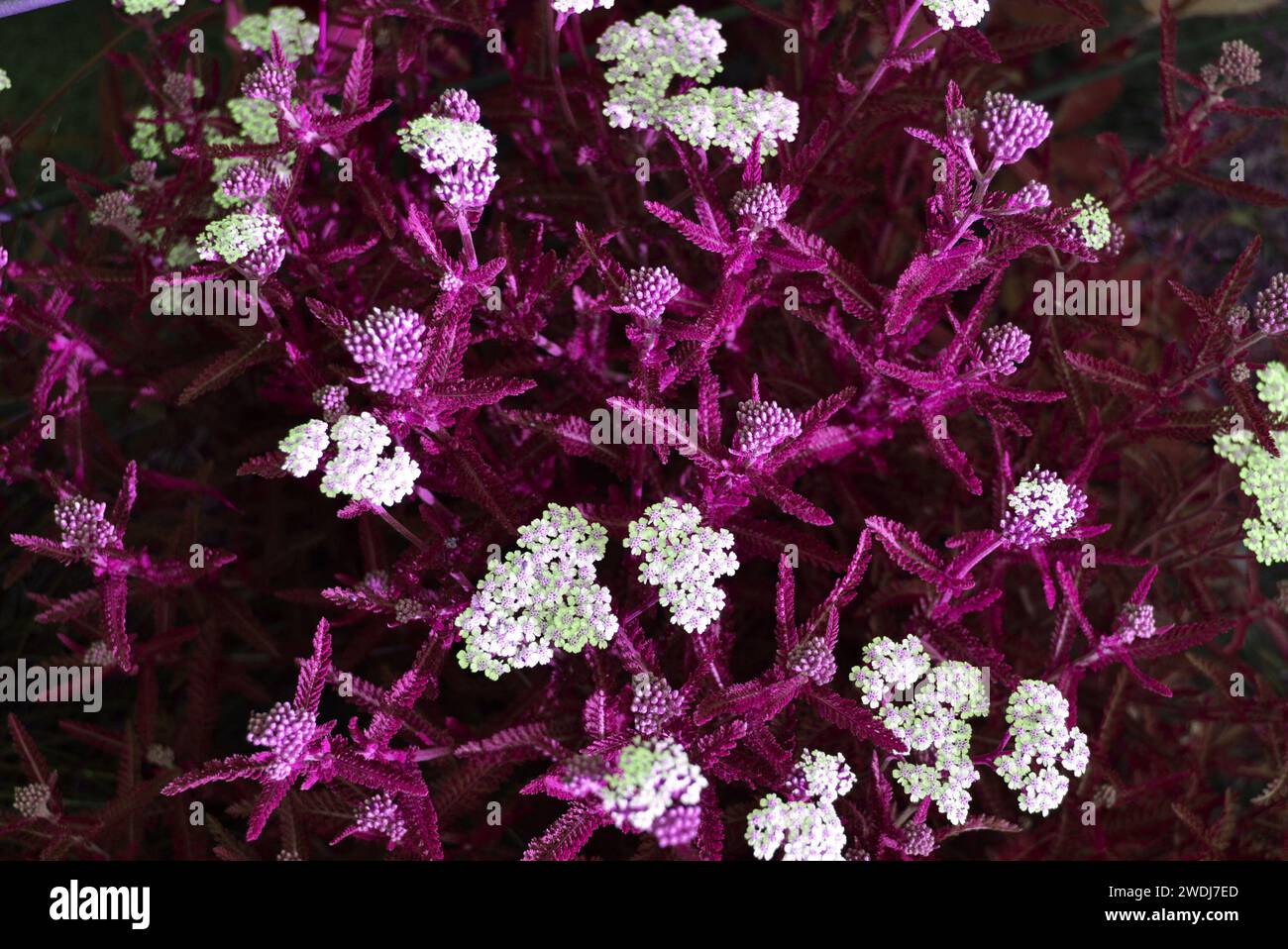 Les fleurs sont la rue dans les couleurs roses et blanches, super fond et économiseur d'écran. Banque D'Images