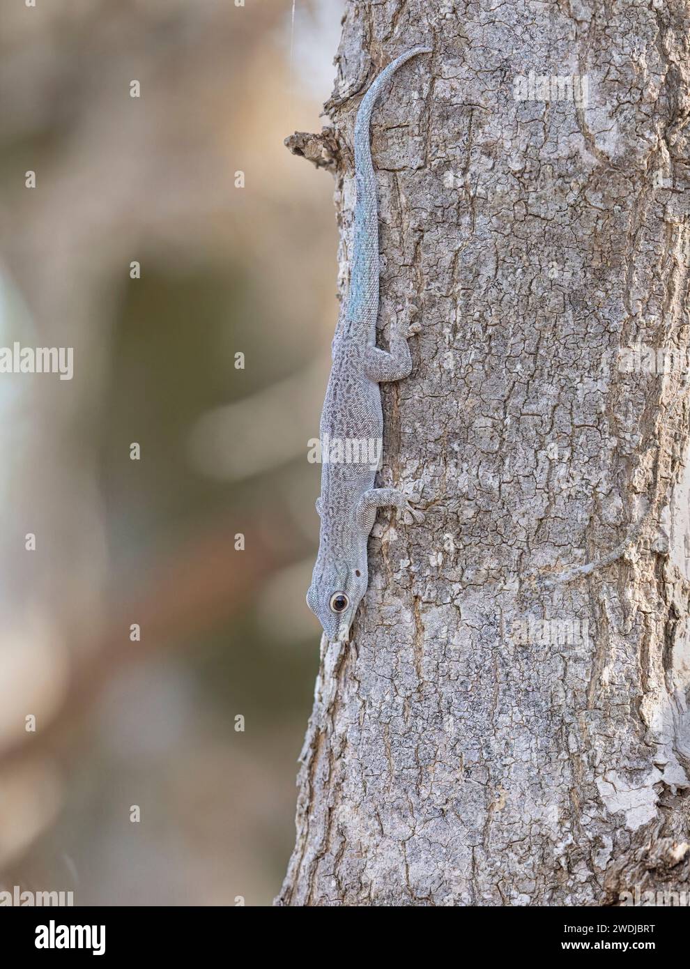 Gecko de jour à queue épaisse, Arboretum d'Antsokay, Madagascar, novembre 2023 Banque D'Images