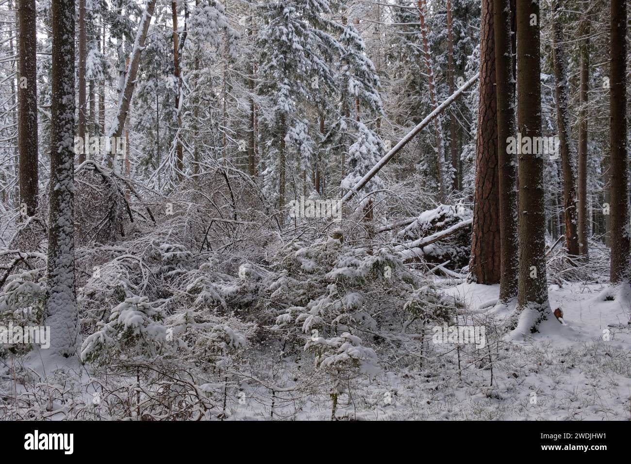 Paysage hivernal de conifères enneigés avec des pins en premier plan, forêt de Bialowieza, Pologne, Europe Banque D'Images