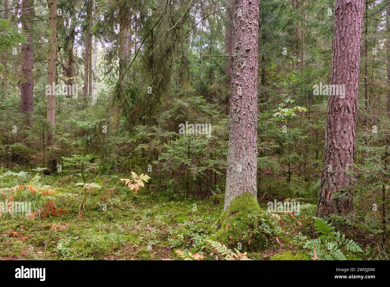 Peuplement de conifères d'automne avec mousse et arbres cassés en arrière-plan, forêt de Bialowieza, Pologne, Europe Banque D'Images